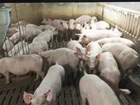 Babi jantan, Дюрок — foto 8