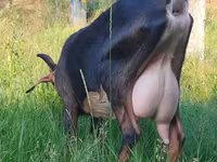 Kambing betina, Nubian Goat — foto 1