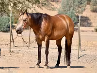 Cheval, Quarter Horse — photo 2