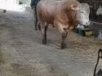 雄牛, Blonde d’Aquitane cattle — 写真 1