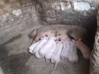 Babi betina, Дюрок — foto 2