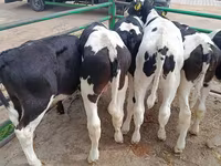 Taureau, Race Holstein — photo 6