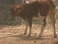 Banteng, Men-Anjou — foto 1