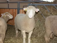 Carnero, Dorset horn sheep — foto 1