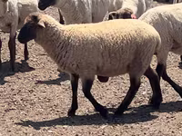Bélier, Hampshire sheep — photo 3
