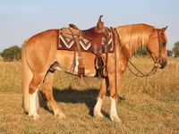 Kuda jantan, Gypsy horse — foto 5