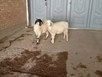 Kambing jantan, Goats — foto 5