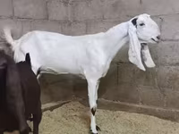 Kambing betina, Kamori goats — foto 1