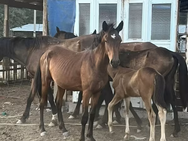Cavalos