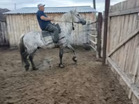Yegua, Horse breed — foto 6
