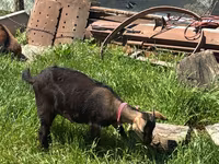 Kambing betina, Nubian Goat — foto 4