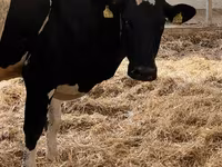 Sapi, Holstein breed — foto 3