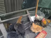 Chickens — الصورة 2