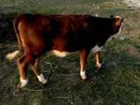ثور, Swiss cattle — الصورة 2
