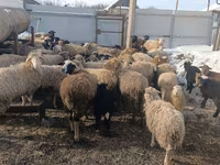 Sheep, Romanov sheep — photo 1