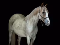 Jument, Quarter Horse — photo 2