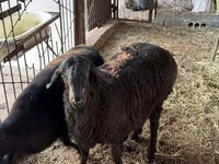 Ram, Sheep — photo 1