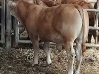 Bull, Limousin cow — photo 2