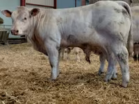 雄牛, Charolais cattle — 写真 4