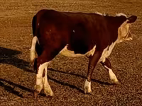 ثور, Swiss cattle — الصورة 8