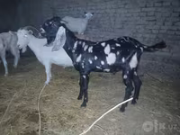 Kambing jantan, Beetal goats — foto 4