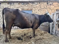 雌牛, Swiss cattle — 写真 5
