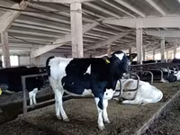 雄牛, Russian Black pied cattle — 写真 2