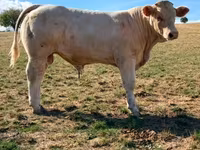 雄牛, Charolais cattle — 写真 3