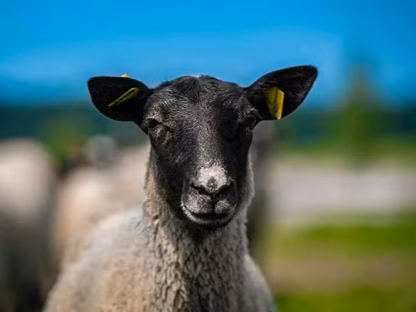 Bélier, Romanov sheep