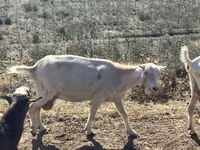 Kambing betina, LaMancha goats — foto 5