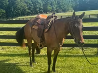 Stute, Quarter Horse — Foto 2