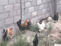 Chickens — الصورة 7