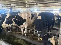 Vaca, Swiss cattle — foto 3