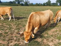Vaca, Aubrac cattle — foto 5