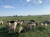 Domba betina, Katum sheep — foto 8