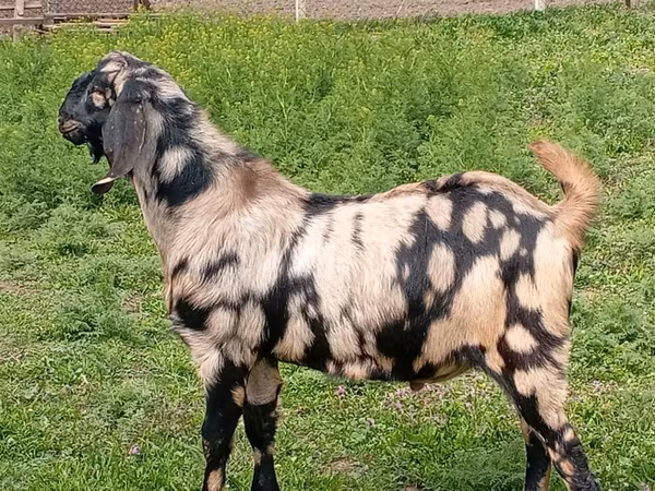 Kambing jantan, Nubian Goat