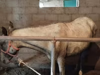Cheval, Horse breed — photo 3