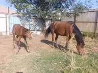 Jument, Thoroughbred horse — photo 8