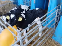 Toro, Raza Holstein — foto 6
