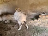 Ram, Rhon sheep — photo 2