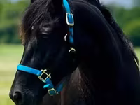 Kuda betina, Rocky Mountain Horse — foto 6