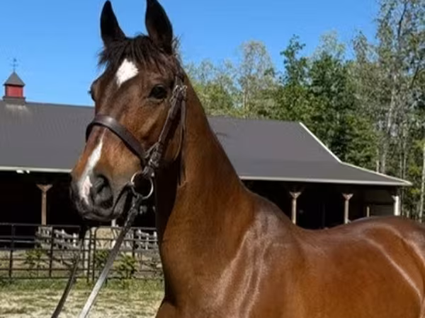 Stute, Dutch warmblood horse