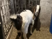 Kambing jantan, Kamori goats — foto 5