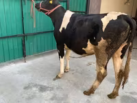 Sapi, Holstein breed — foto 6