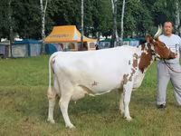Sapi, Ayrshire — foto 1
