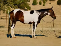 Cheval, National Show Horse — photo 1