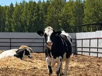 गाय, गोलस्टीन नस्ल — फ़ोटो 6