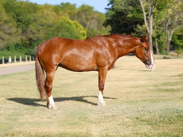 Jument, Chevaux