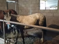 Cheval, Horse breed — photo 1