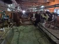 Vaca, Ganado vacuno — foto 8